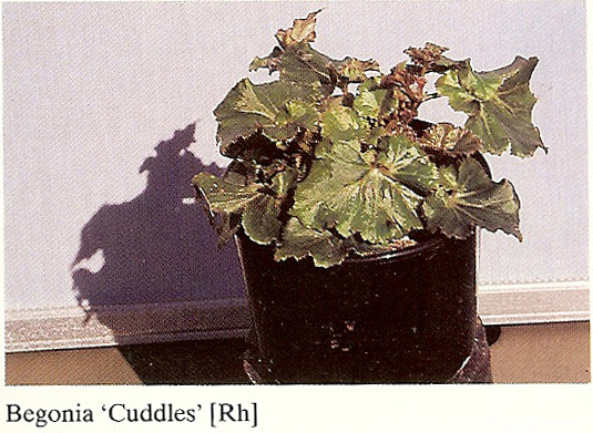 B. ‘Cuddles’
